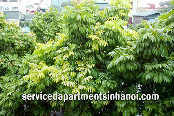 Căn hộ giá cực rẻ gần khu vực Trúc Bạch 1