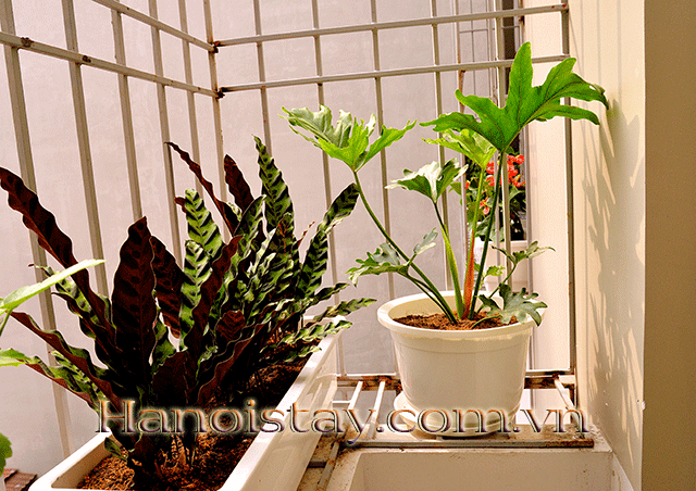 Căn hộ giá rẻ cho thuê tại phố Nguyễn Văn Huyên, quận Cầu Giấy 8