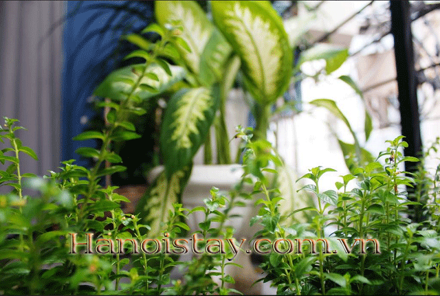 Cho thuê căn hộ dịch vụ hiện đại 1 phòng ngủ tại đường Giải Phóng, quận Đống Đa 10